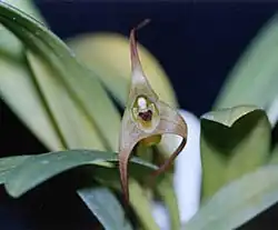 Masdevallia fractiflexa