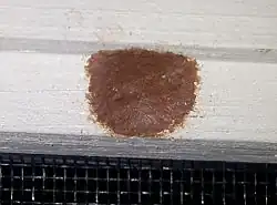 Pseudodynerus quadrisectus nest built in a hole bored by a carpenter bee