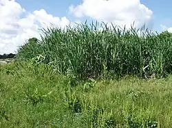 Same constructed wetland, two years later