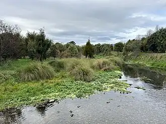 Stream with vegetation on banks