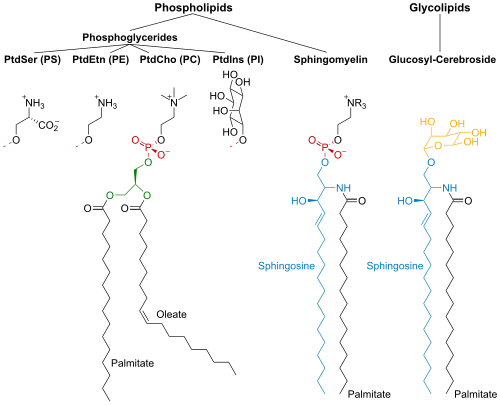 Membrane lipids