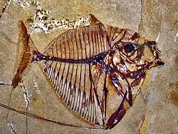 †Mene rhombea, from Monte Bolca