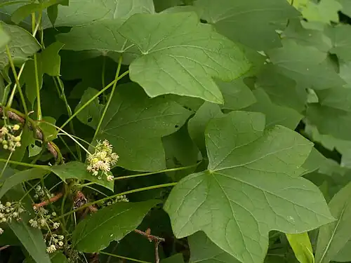 Menispermum canadense in flower, Frick Park, Pittsburgh
