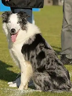 A black and white border collie sitting in a grassy field and looking at the viewer.