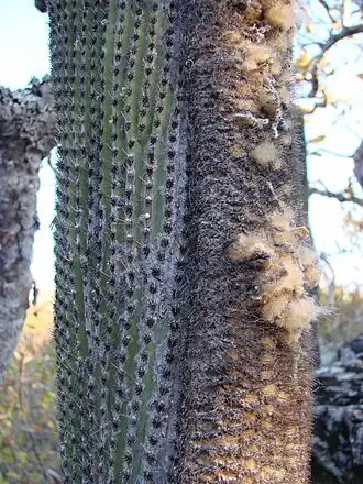 Plants growing in Parque Estadual Terra Ronca, São Domingos, Goiás