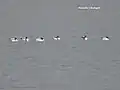 Migratory birds at Kaushalya Dam, near Pinjore, Haryana (Dec. 2015)