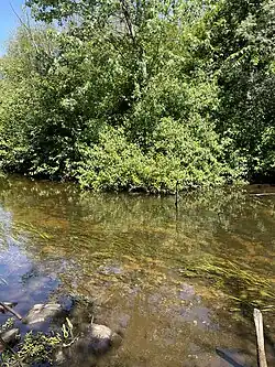 Water and surrounding vegetation at the Bond Tract access point on Mill Creek