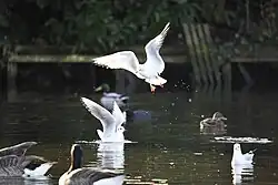 Gulls, mallards, Canada geese, and a coot
