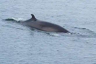 Balaenoptera acutorostrata. -Petit rorqual. -Minke whale