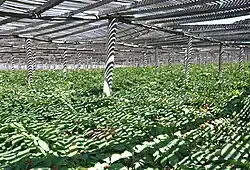 Under wooden shade, American ginseng in late fall at Monk Garden in Wisconsin