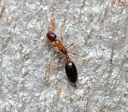 M. floricola queen from Australia