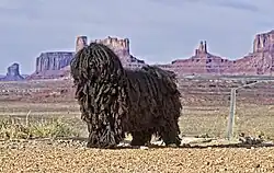 Black Puli