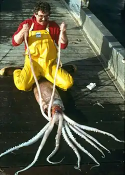 A robust clubhook squid, whose mantle reaches 2 m (6 ft 7 in) in length, caught off Alaska