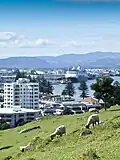 View from Mount Maunganui