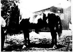 Black and white photograph of a horse belonging to her husband, Mervyn Bunbury.