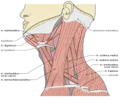 Musculi colli base