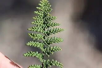 The green, smooth upper surface of a fern frond divided into small round segments