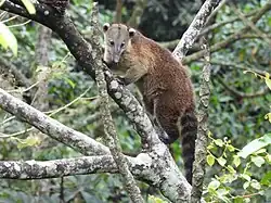 Brown and black procyonid