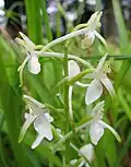 Platanthera bifolia Flower