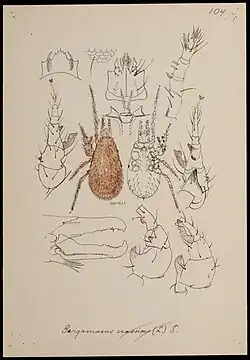 An illustration of a specimen of Pergamasus