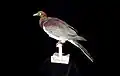 Norfolk pigeon, Naturalis Biodiversity Centre