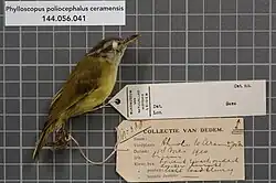 A preserved and tagged Phylloscopus poliocephalus ceramensis.