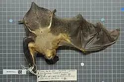 Brown bat