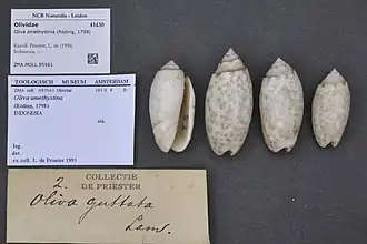 Oliva amethystina