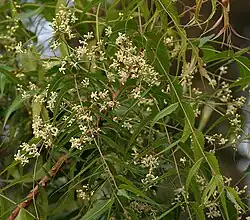 Leaves and flowers