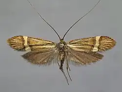 Museum specimen