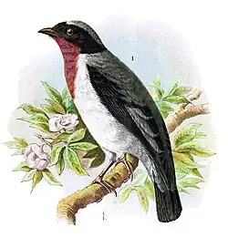 Colored drawing of the cherry-throated tanager sitting on a twig with some vegetation in the background