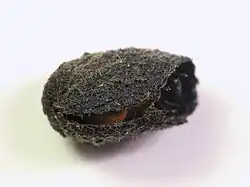 Neochlamisus, fecal case