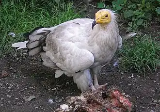 Egyptian vulture