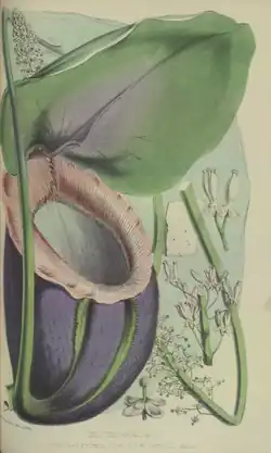 In Life in the Forests of the Far East in 1862