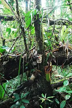 An epiphytic N. truncata from the Pantaron Range near San Fernando