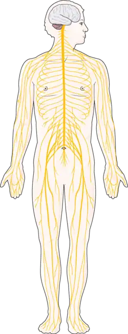 Diagram of the human nervous system