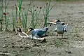 Nesting pair on the Missouri River in South Dakota