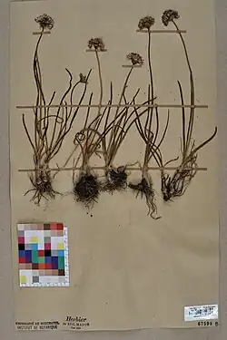 Herbarium specimen of "Allium lineare"