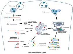 Electron micrograph of negatively stained Nam Dinh virus particles