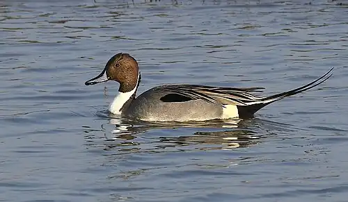 Male in Jamnagar, Gujarat, India