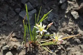Nothoscordum bivalve in Jibou Botanical Garden.