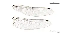 Photo of male wings