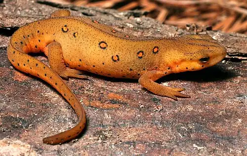 Terrestrial juvenile stage ("red eft")