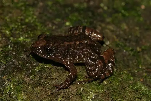 Lateral view