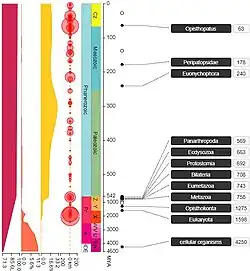Diagram showing evolution of O. roseus