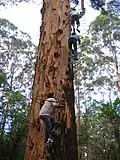 Tree being climbed