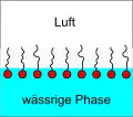Surfactant molecules at the water surface (= air water interface)