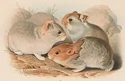 Drawing of brown and gray pikas