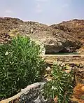 Oleander in the Wadi Asimah
