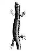 1906 illustration from George Albert Boulenger's original type description